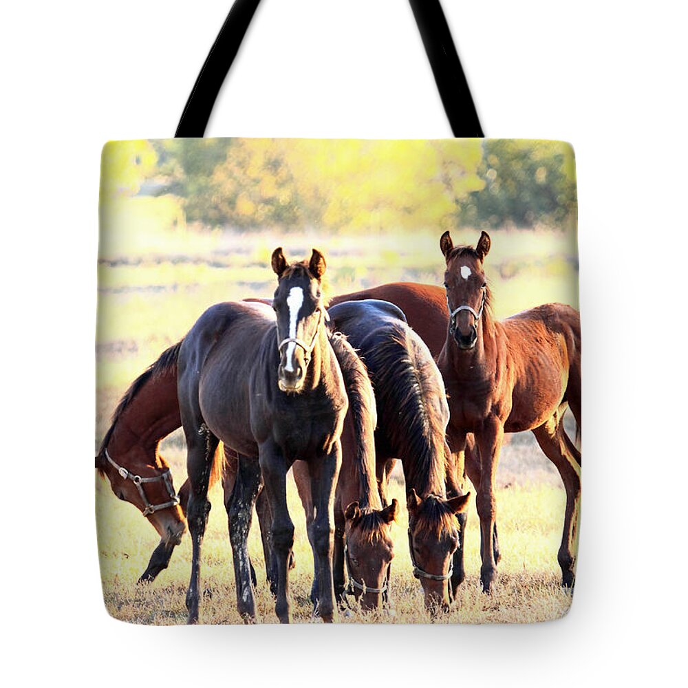  Tote Bag featuring the photograph 'The Boys' by PJQandFriends Photography