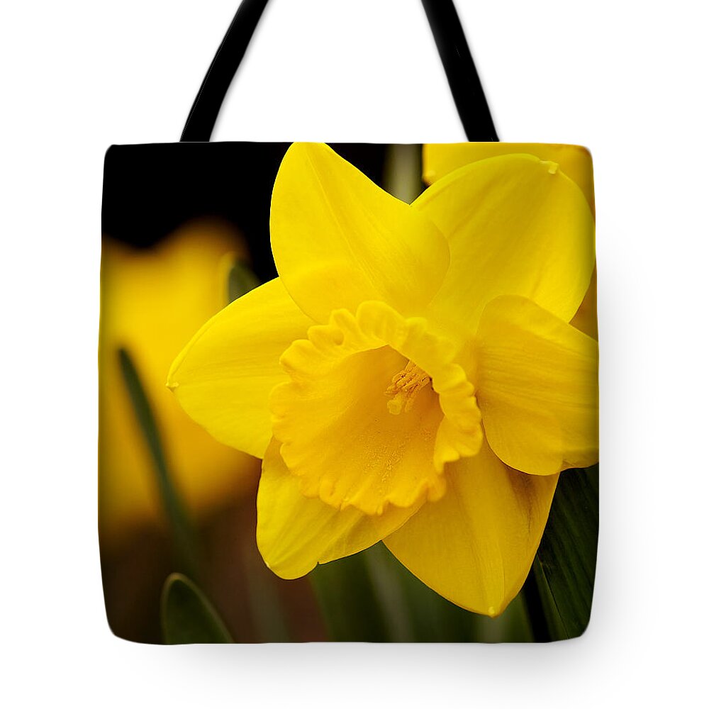 Daffodil Tote Bag featuring the photograph The Daffodil by Bill Pevlor