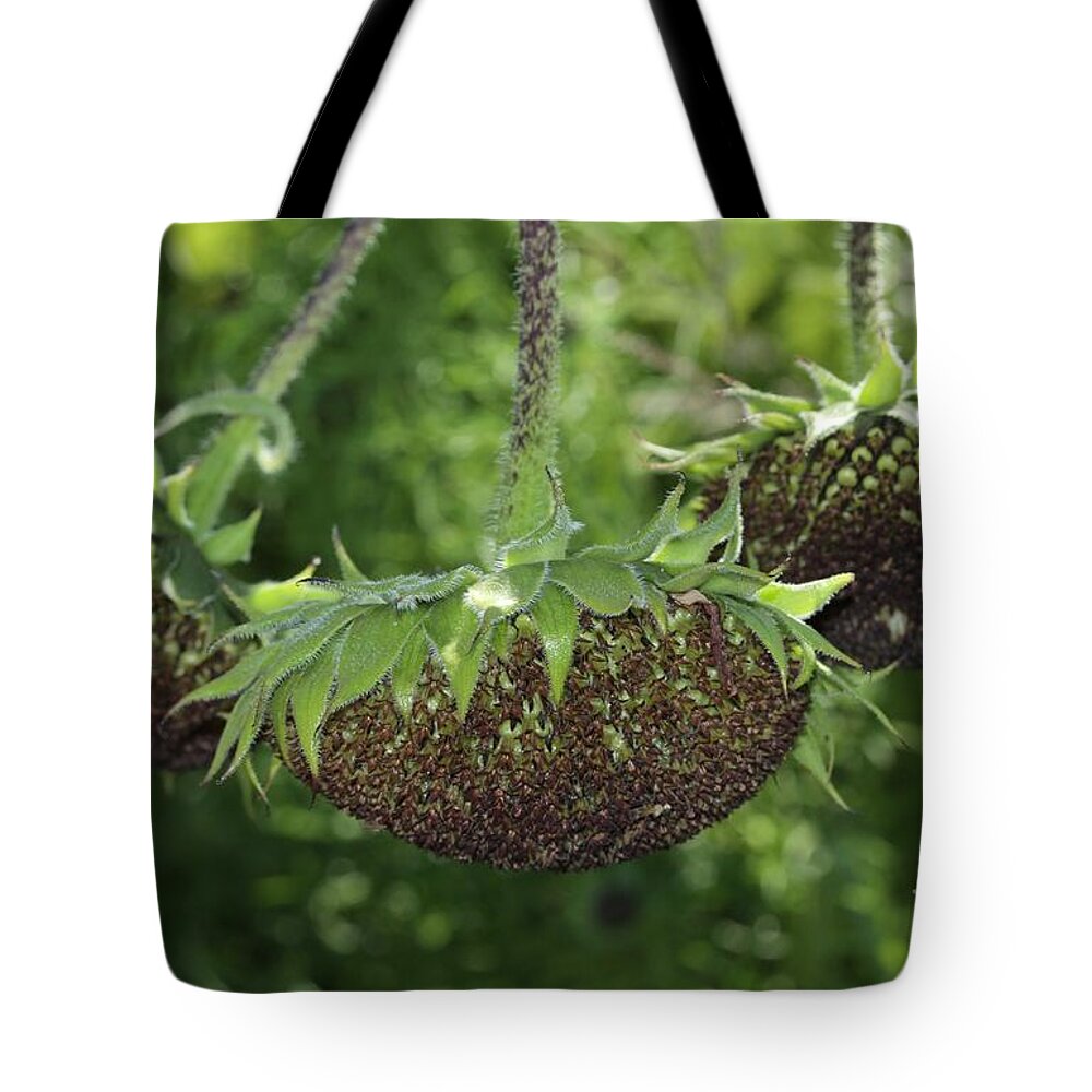 Sun Flowers Tote Bag featuring the photograph The End Is Near by Deborah Benoit