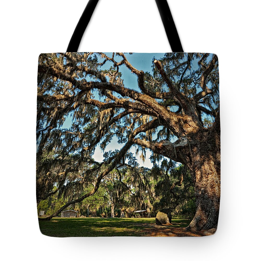 Oak Tote Bag featuring the photograph The Fairchild Oak by Christopher Holmes