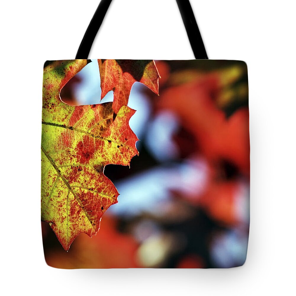 Autumn Tote Bag featuring the photograph The Leaves of Autumn by Jason Politte