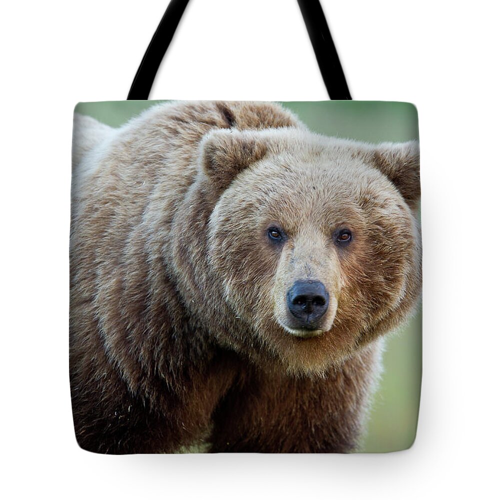 Alaska Tote Bag featuring the photograph The Look by D Robert Franz