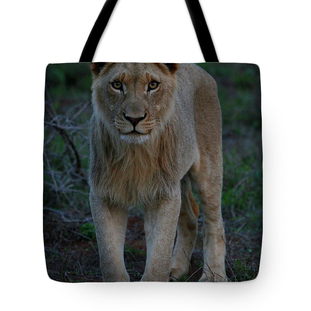 Lion Tote Bag featuring the photograph The Stare - Young Lion by Bruce J Robinson