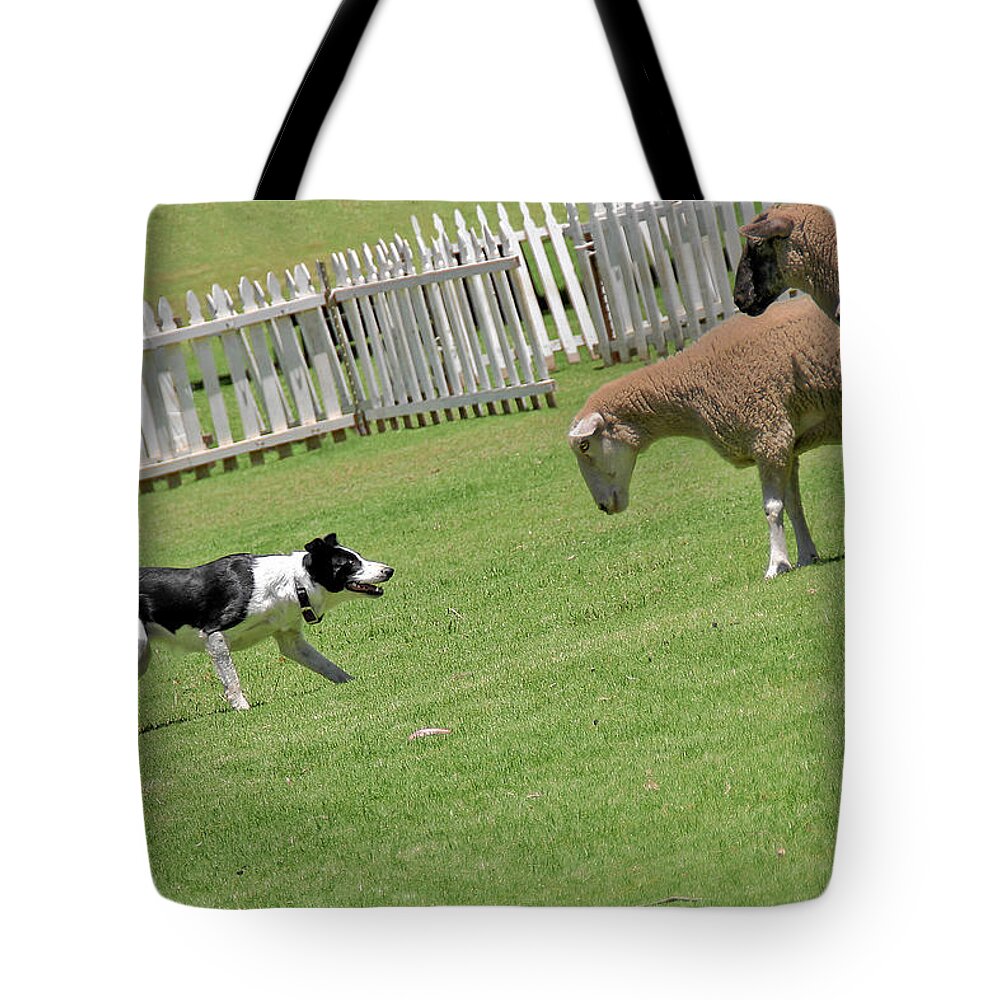 Border Tote Bag featuring the photograph The stare - Border Collie at work by Alexandra Till