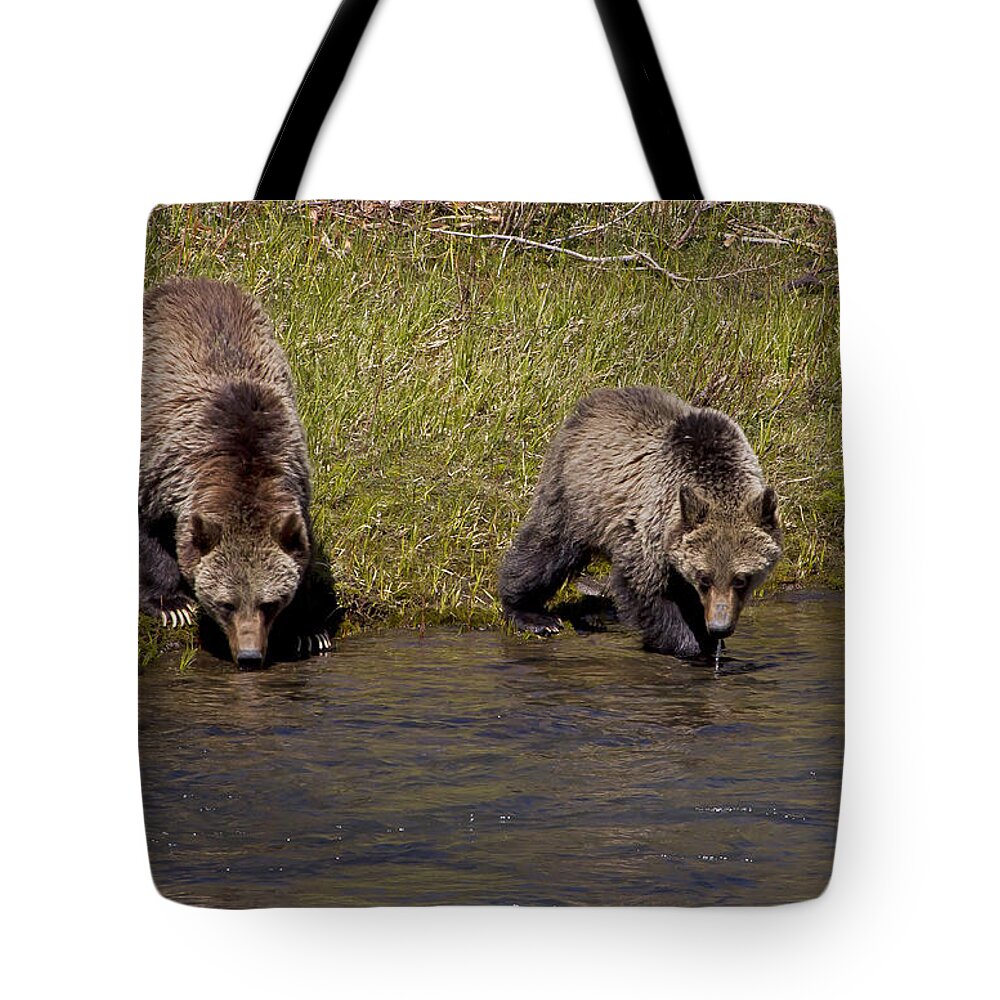 Bears Tote Bag featuring the photograph Thirsty Grizzlies by J L Woody Wooden