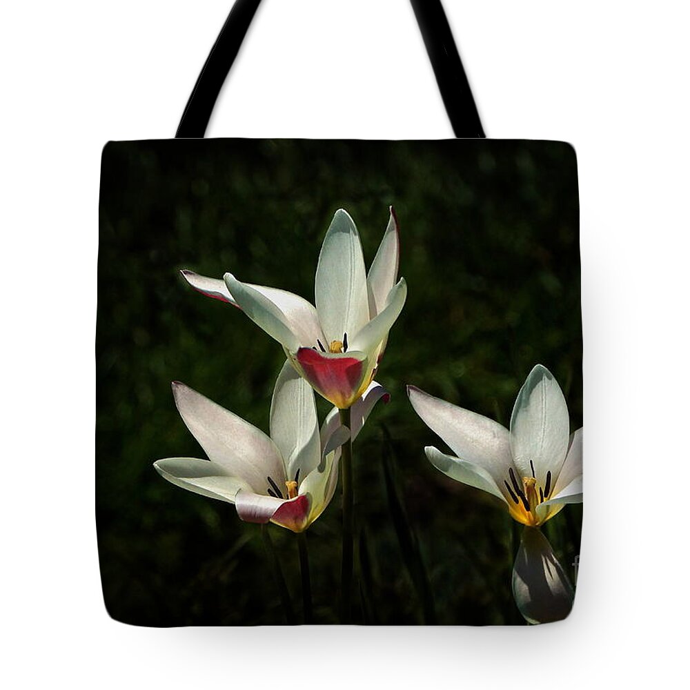 Tulip Clusiana Tote Bag featuring the photograph This Trio Toils Not by Byron Varvarigos