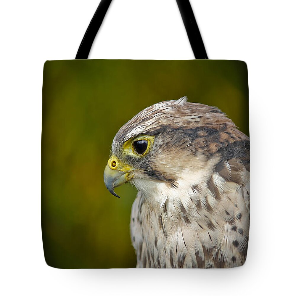 Clare Bambers Tote Bag featuring the photograph Thoughtful Kestrel by Clare Bambers
