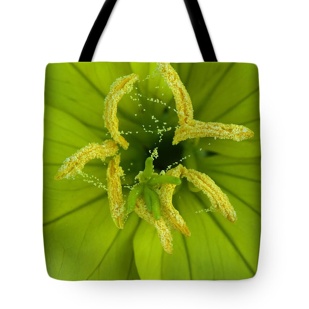 Oenothera Triloba Tote Bag featuring the photograph Three Lobed Evening Primrose by Daniel Reed