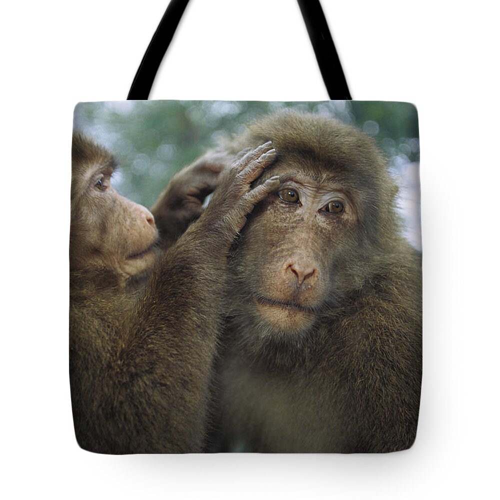 00620180 Tote Bag featuring the photograph Tibetan Macaques Grooming by Cyril Ruoso