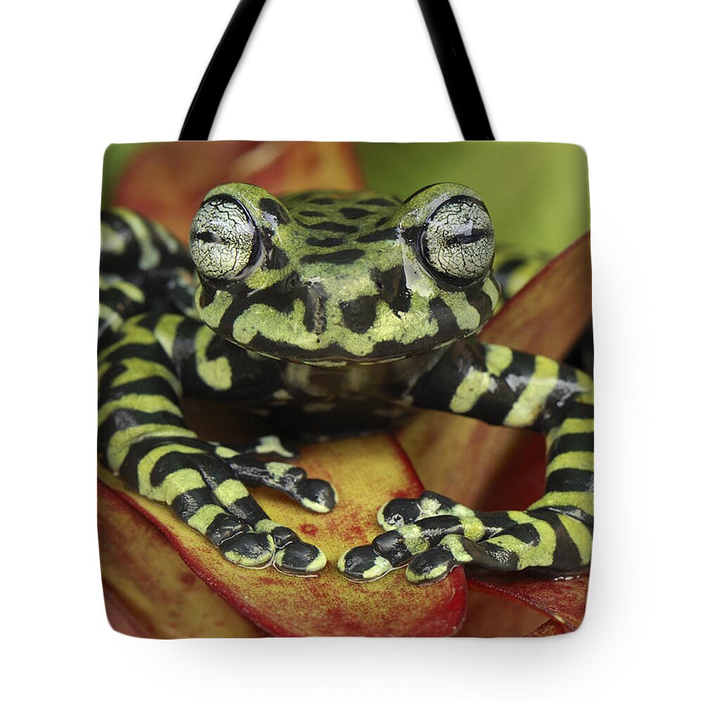 Mp Tote Bag featuring the photograph Tigers Treefrog Hyloscirtus Tigrinus by Thomas Marent