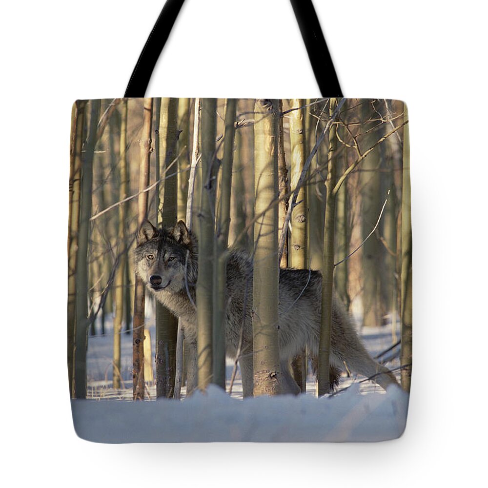 Mp Tote Bag featuring the photograph Timber Wolf Canis Lupus Camouflaged by Konrad Wothe