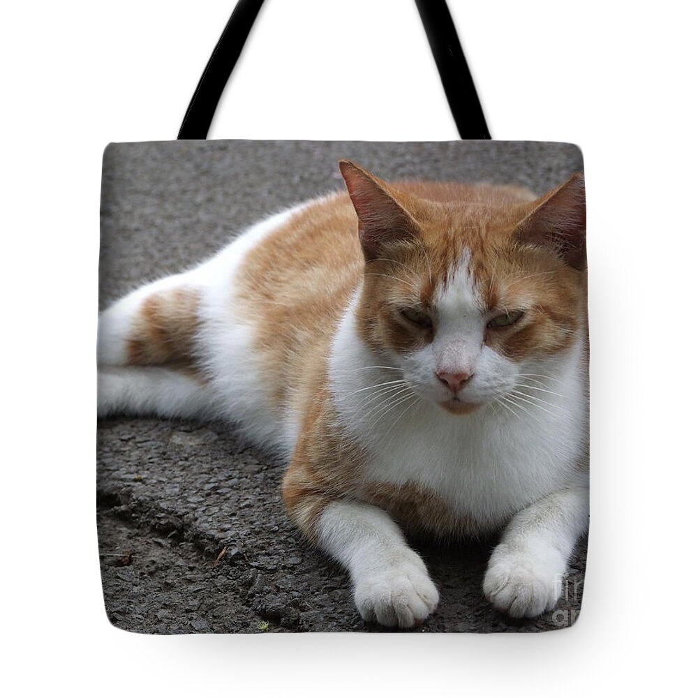 Cat Tote Bag featuring the photograph Time for my Nap by Mary Deal