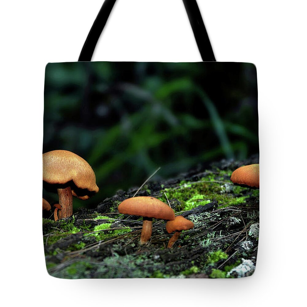 Photography Tote Bag featuring the photograph Toadstool Village by Kaye Menner