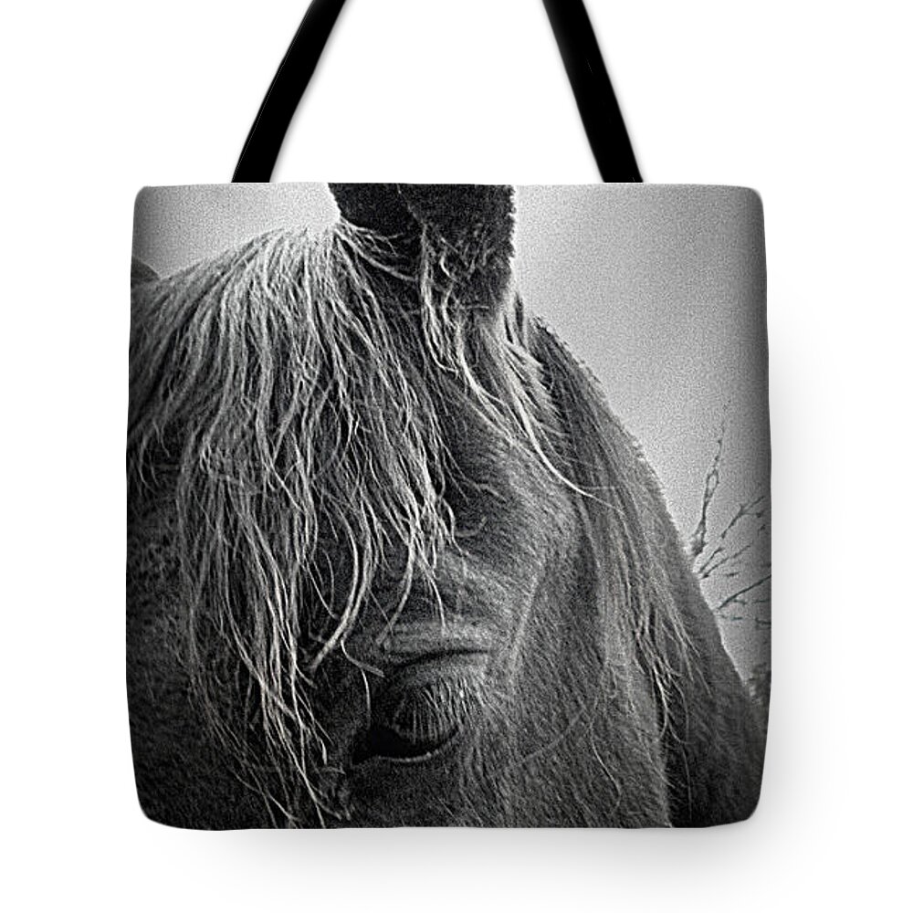 Friesians Tote Bag featuring the photograph today I bow my head by Kim Galluzzo