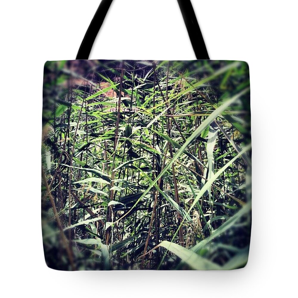 Junco Tote Bag featuring the photograph Toledo Verde by Javier Moreno 