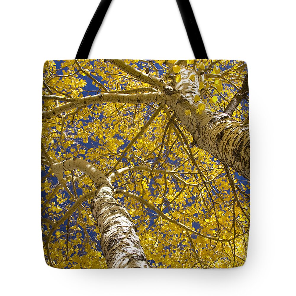 Aspens Tote Bag featuring the photograph Towering Autumn Aspens with Deep Blue Sky by James BO Insogna