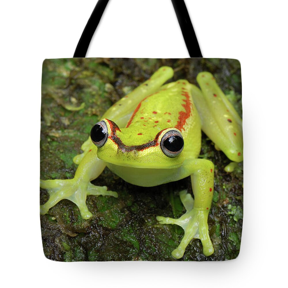Mp Tote Bag featuring the photograph Tree Frog Hyla Rubracyla, Colombia by Thomas Marent