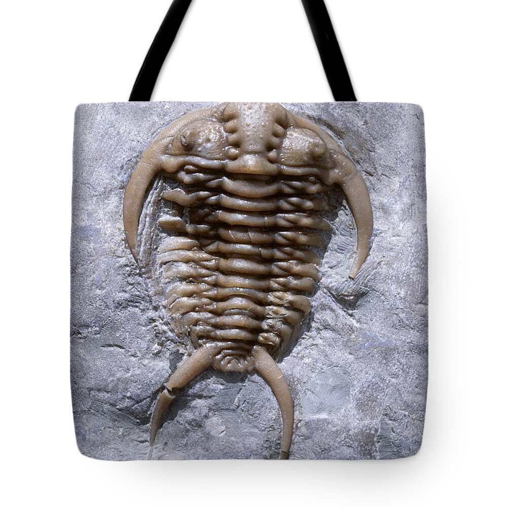 Trilobite Tote Bag featuring the photograph Trilobite by Francois Gohier and Photo Researchers