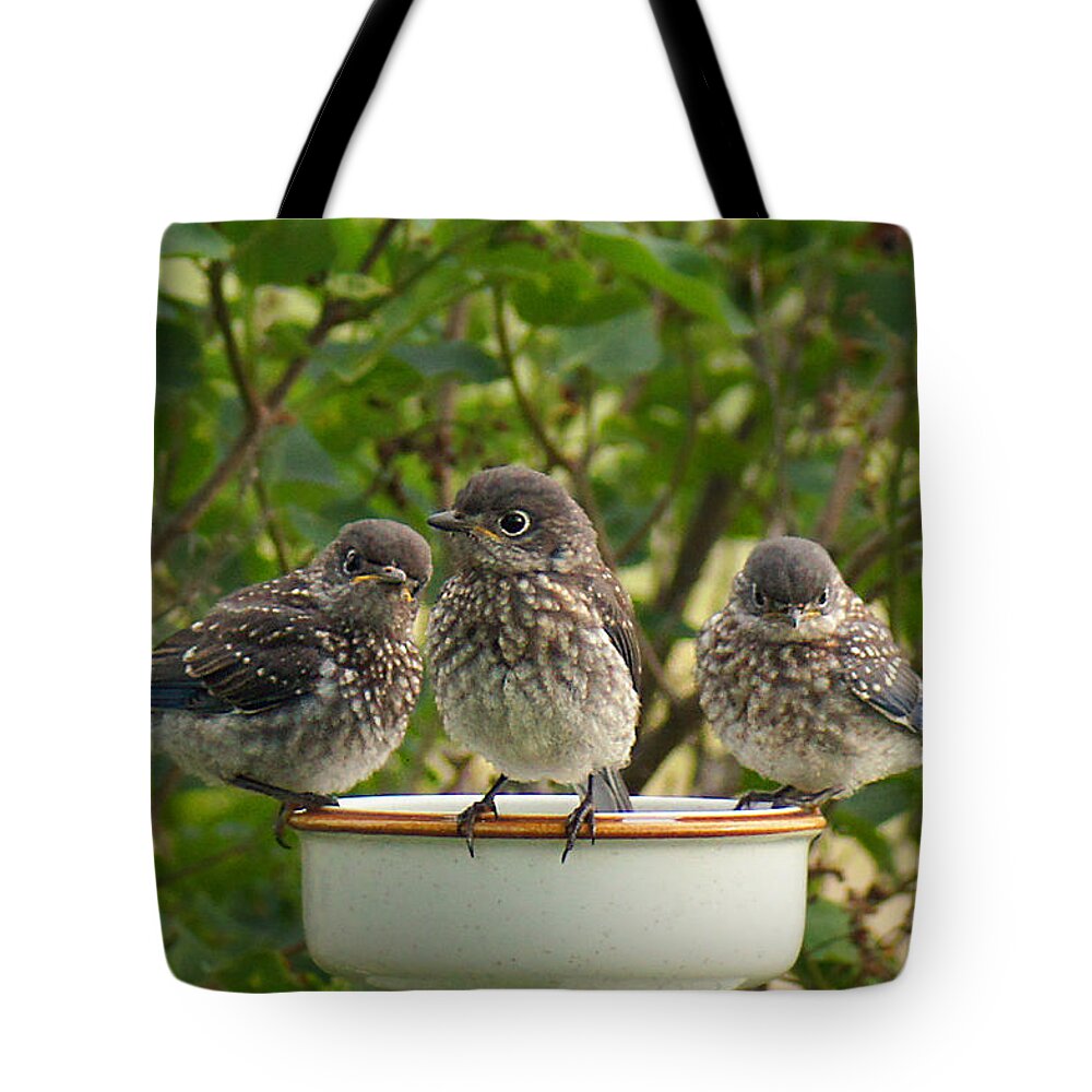 Eastern Bluebirds Tote Bag featuring the photograph Trouble Times Three by Bill Pevlor