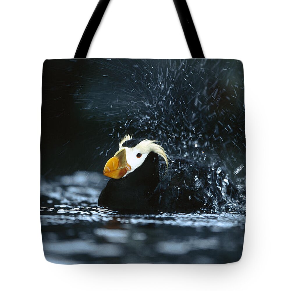 Mp Tote Bag featuring the photograph Tufted Puffin Fratercula Cirrhata by Konrad Wothe