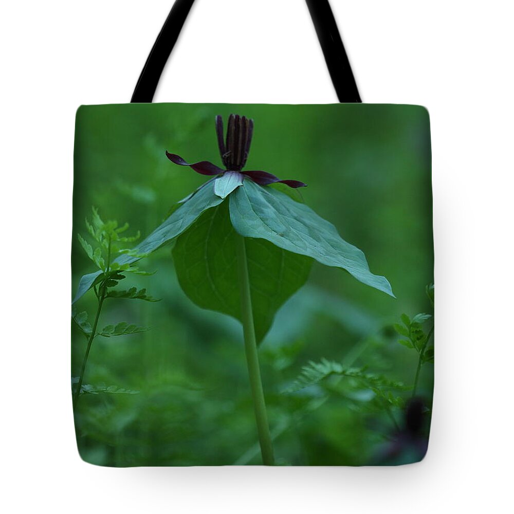 Trillium Stamineum Tote Bag featuring the photograph Twisted Trillium by Daniel Reed