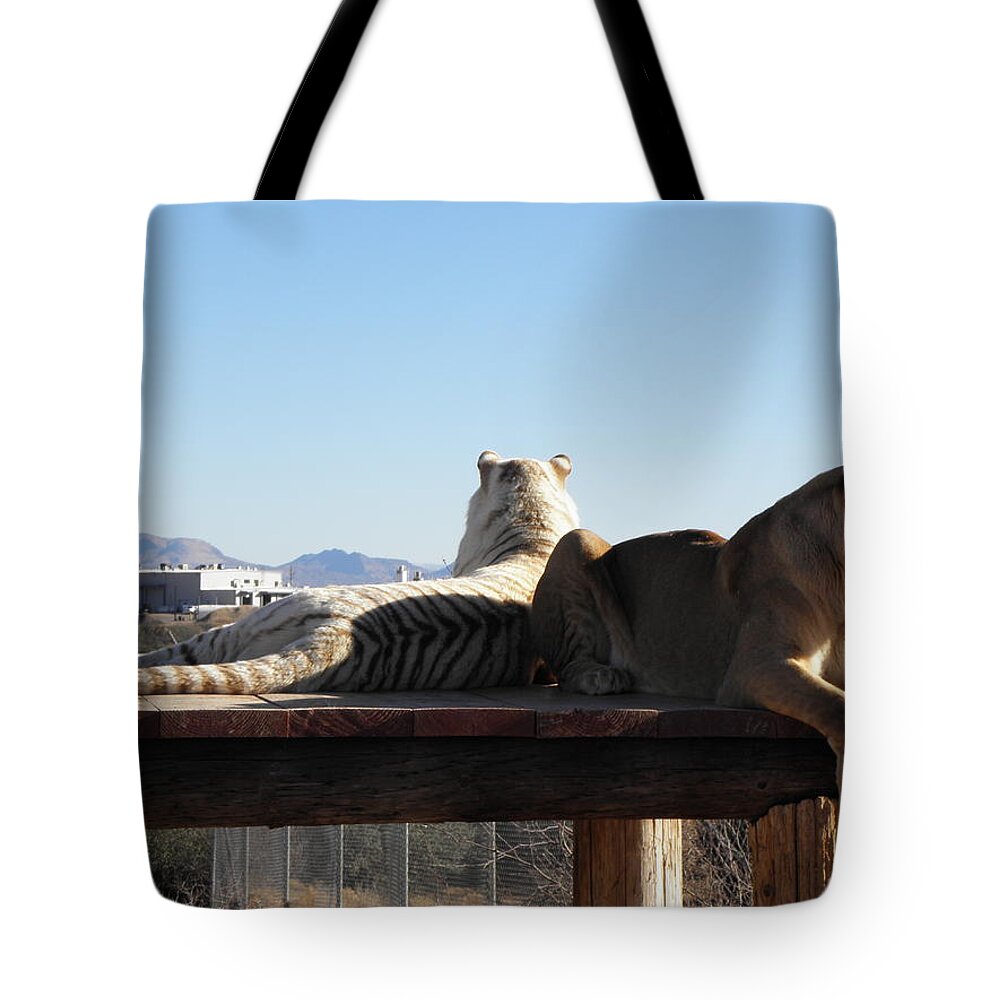 Lion Tote Bag featuring the photograph Two Gorgeous Females by Kim Galluzzo Wozniak