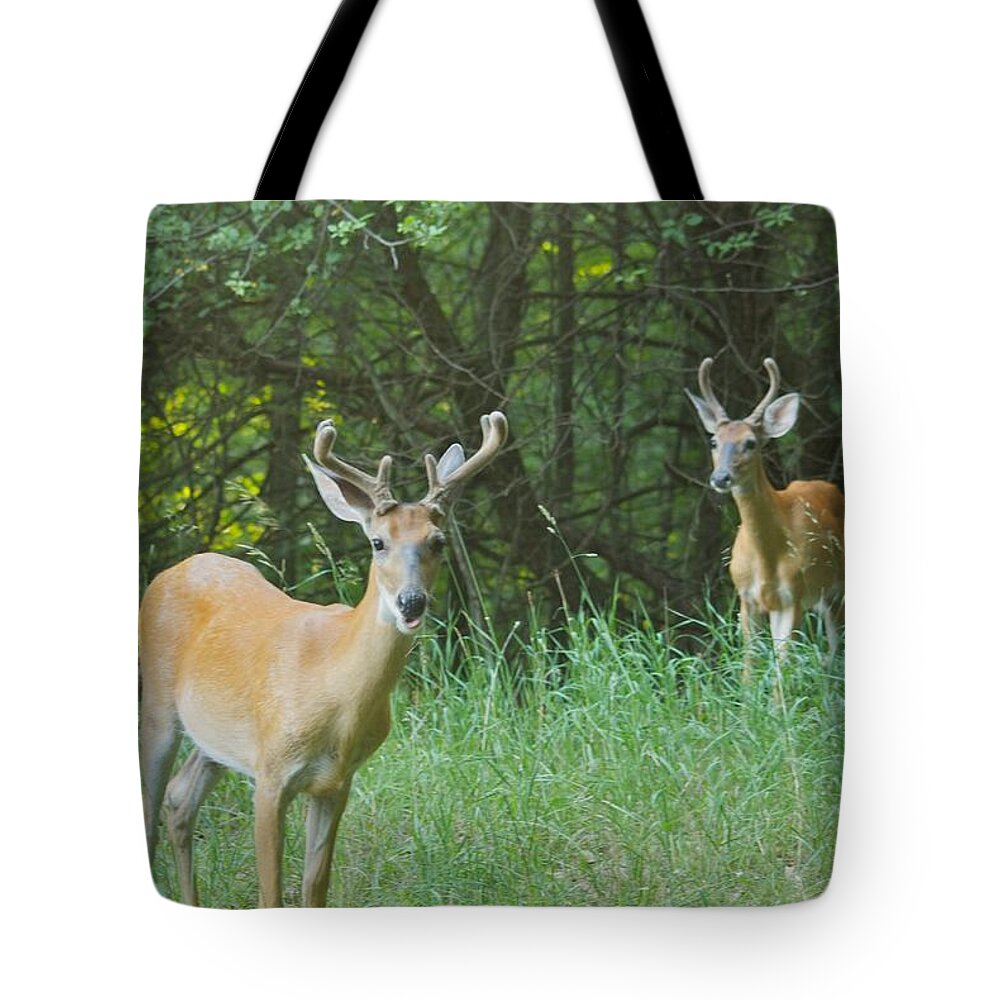 Animal Tote Bag featuring the photograph Two Young Bucks 8315 by Michael Peychich