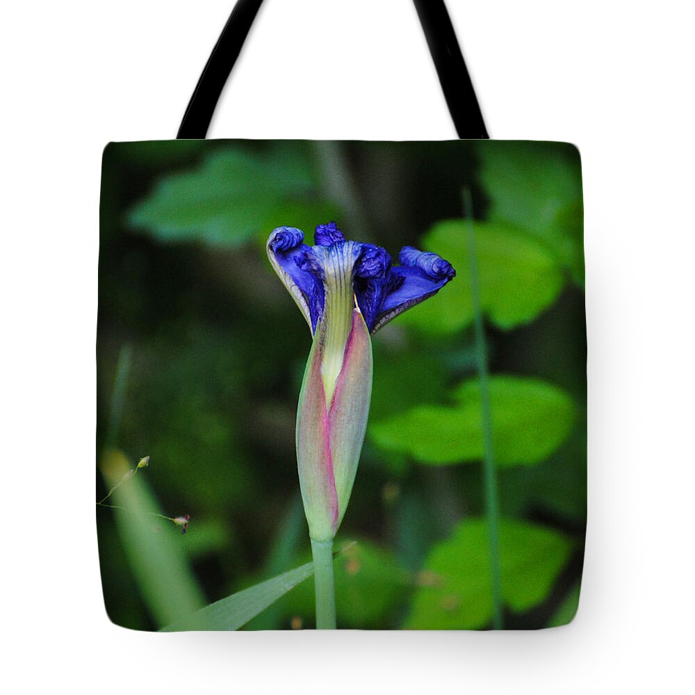Beautiful Tote Bag featuring the photograph Unfolding Iris by Jai Johnson