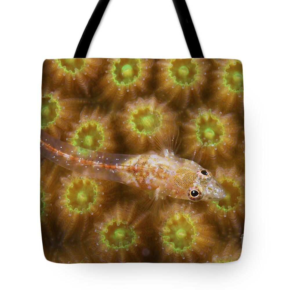 Bonaire Tote Bag featuring the photograph Unknown Gobie Blenny Found At 48 Feet by Terry Moore