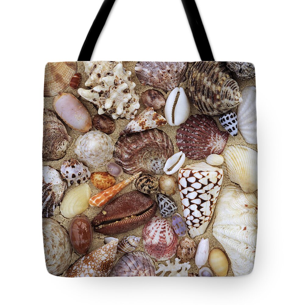 00277779 Tote Bag featuring the photograph Various Conch, Cowry, Clam And Other by Rinie Van Meurs