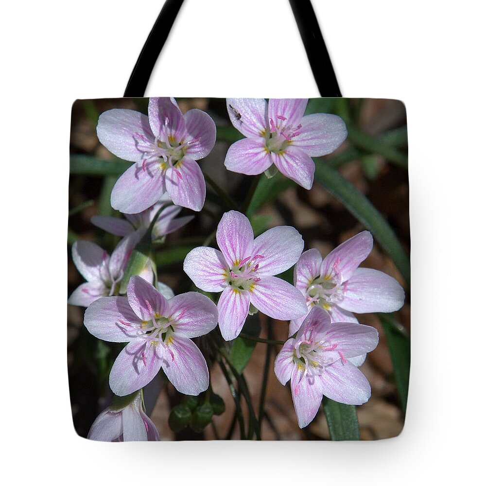 Spring Tote Bag featuring the photograph Virginia or Narrowleaf Spring-Beauty DSPF058 by Gerry Gantt