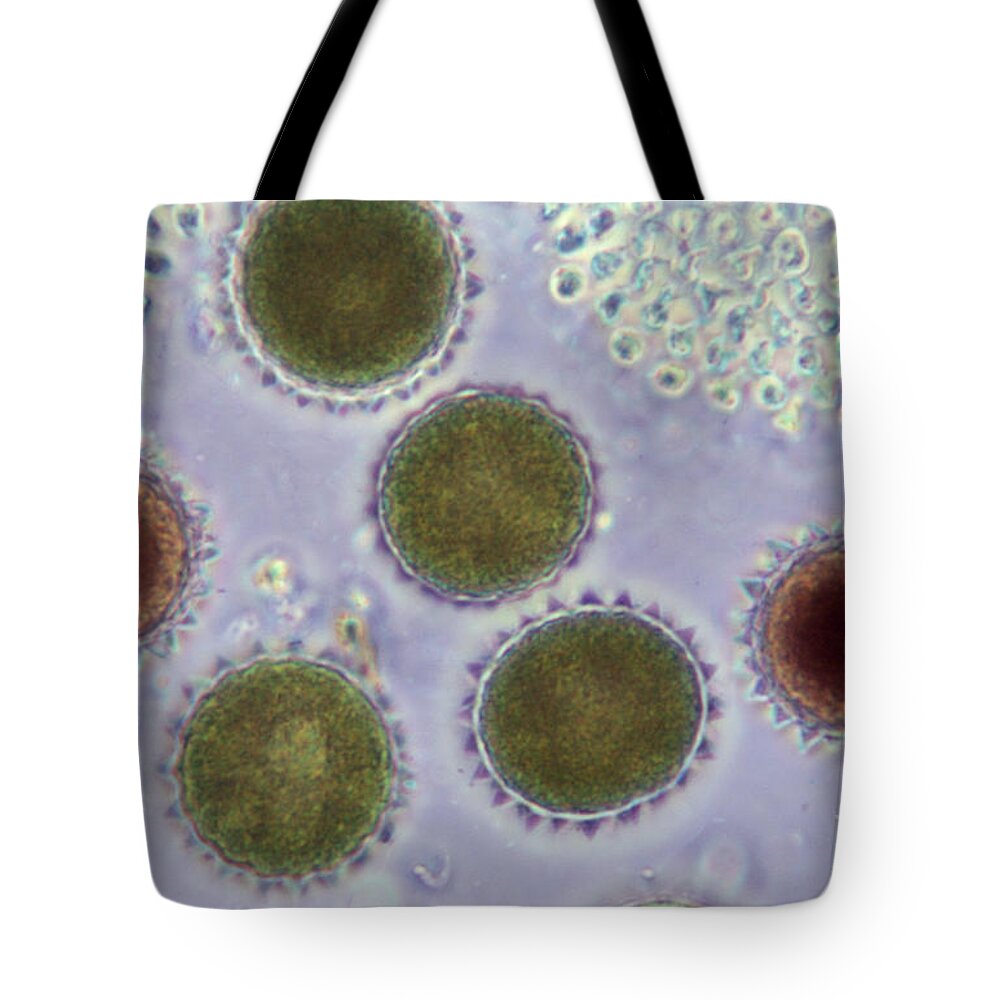 Science Tote Bag featuring the photograph Volvox Globator Algae Lm by M I Walker