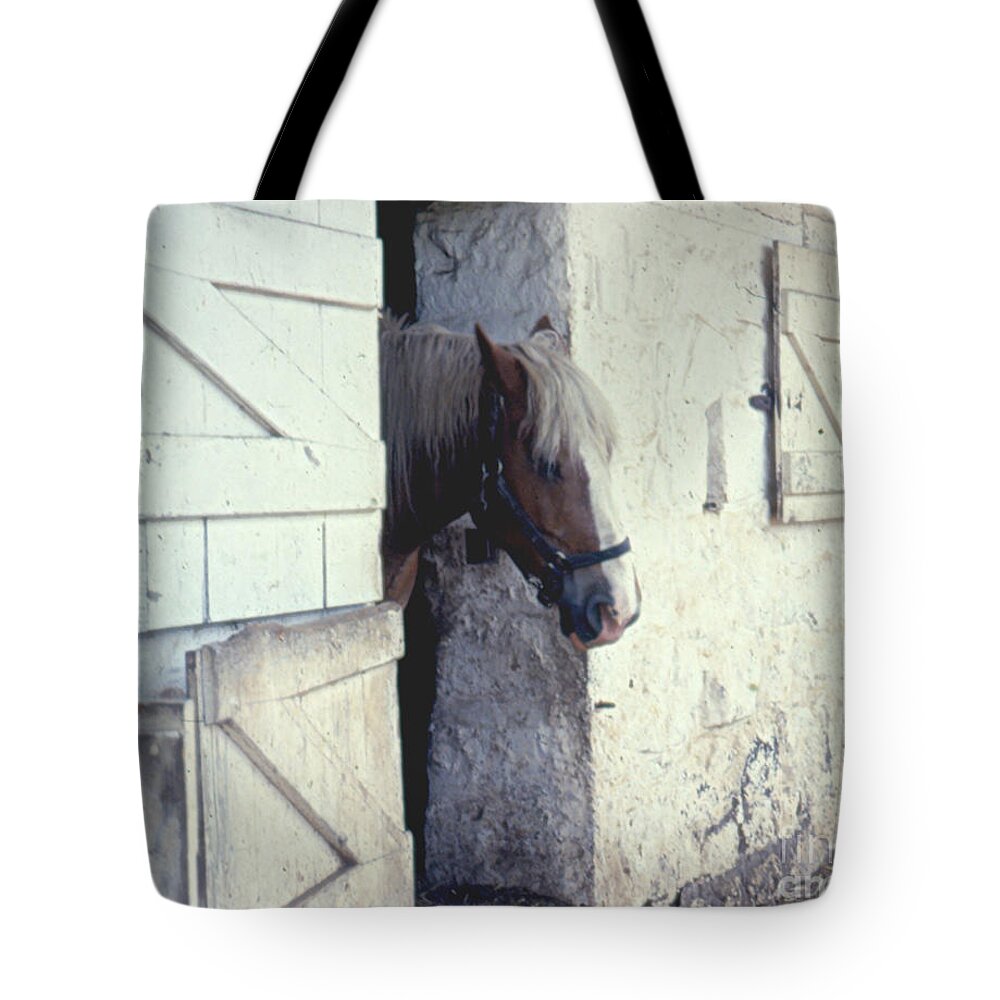 Animal Tote Bag featuring the photograph Waiting On Breakfast by Donna Brown