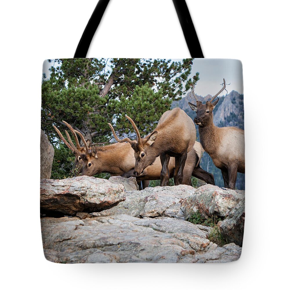 2012 Tote Bag featuring the photograph Wapiti by Ronald Lutz