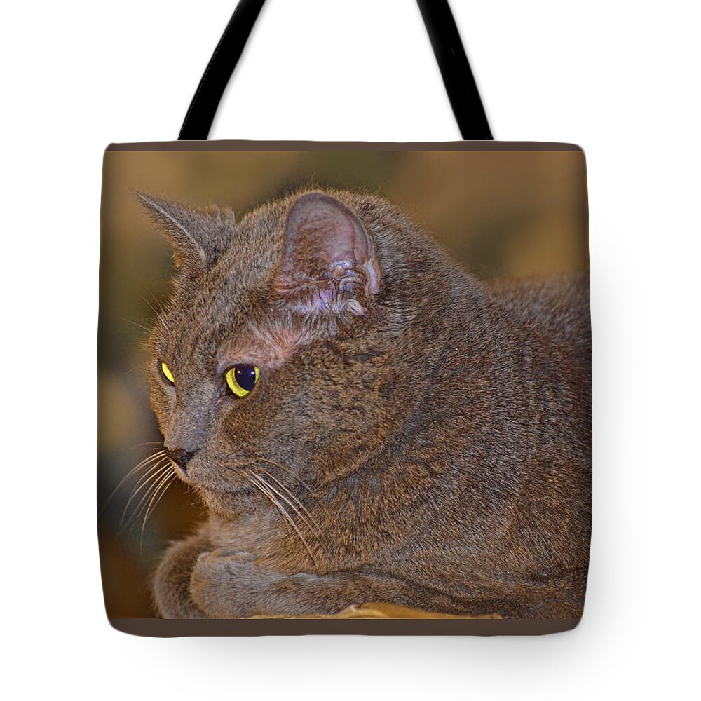 Animals Tote Bag featuring the photograph Warm Kitty by Debbie Portwood