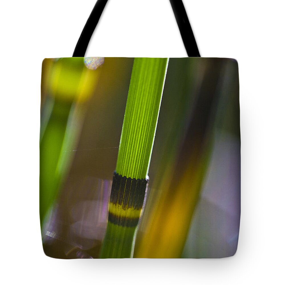 Nature Tote Bag featuring the photograph Water Horsetail Detail by Heiko Koehrer-Wagner