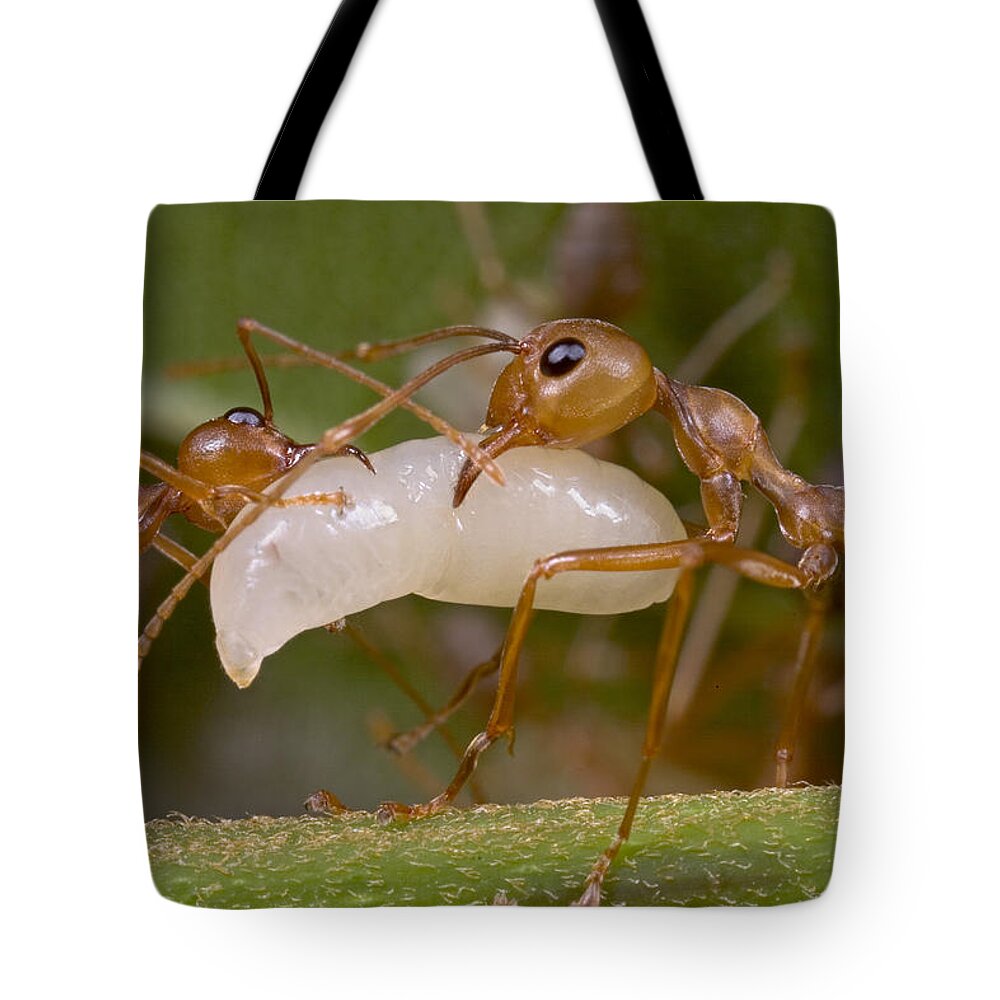 00298234 Tote Bag featuring the photograph Weaver Ant Worker Pair With Larvae by Piotr Naskrecki