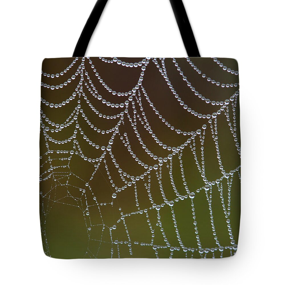  Tote Bag featuring the photograph Web With Dew by Daniel Reed