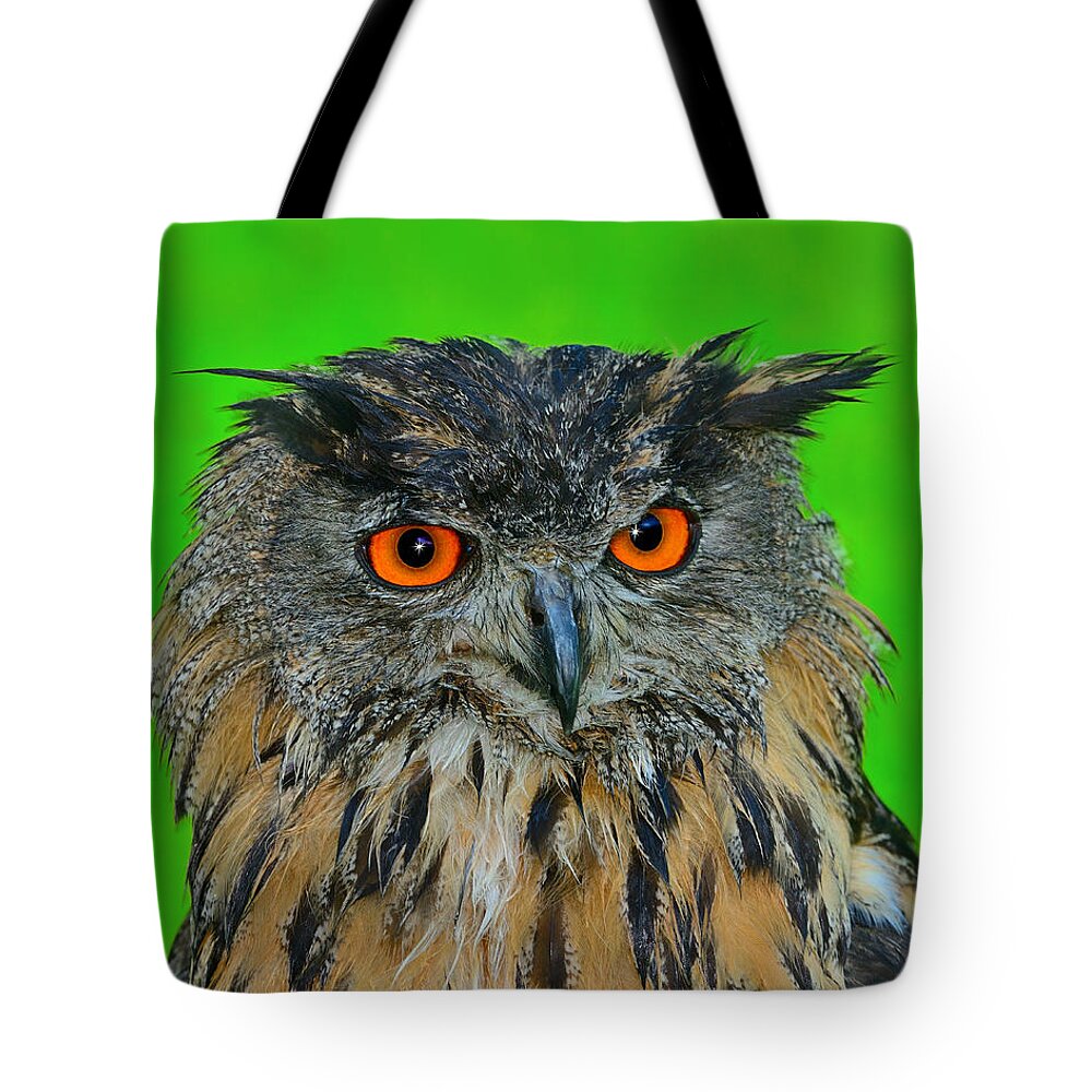 Eurasian Eagle-owl Tote Bag featuring the photograph Wet by Tony Beck