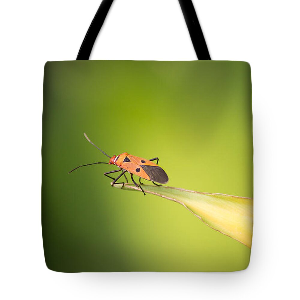 Beyond Tote Bag featuring the photograph What lies beyond by SAURAVphoto Online Store