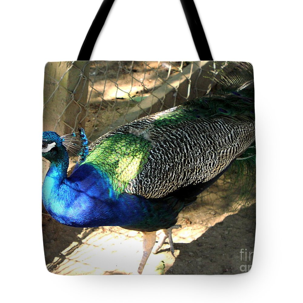 Peacock Tote Bag featuring the photograph What's Out There? by Rory Siegel