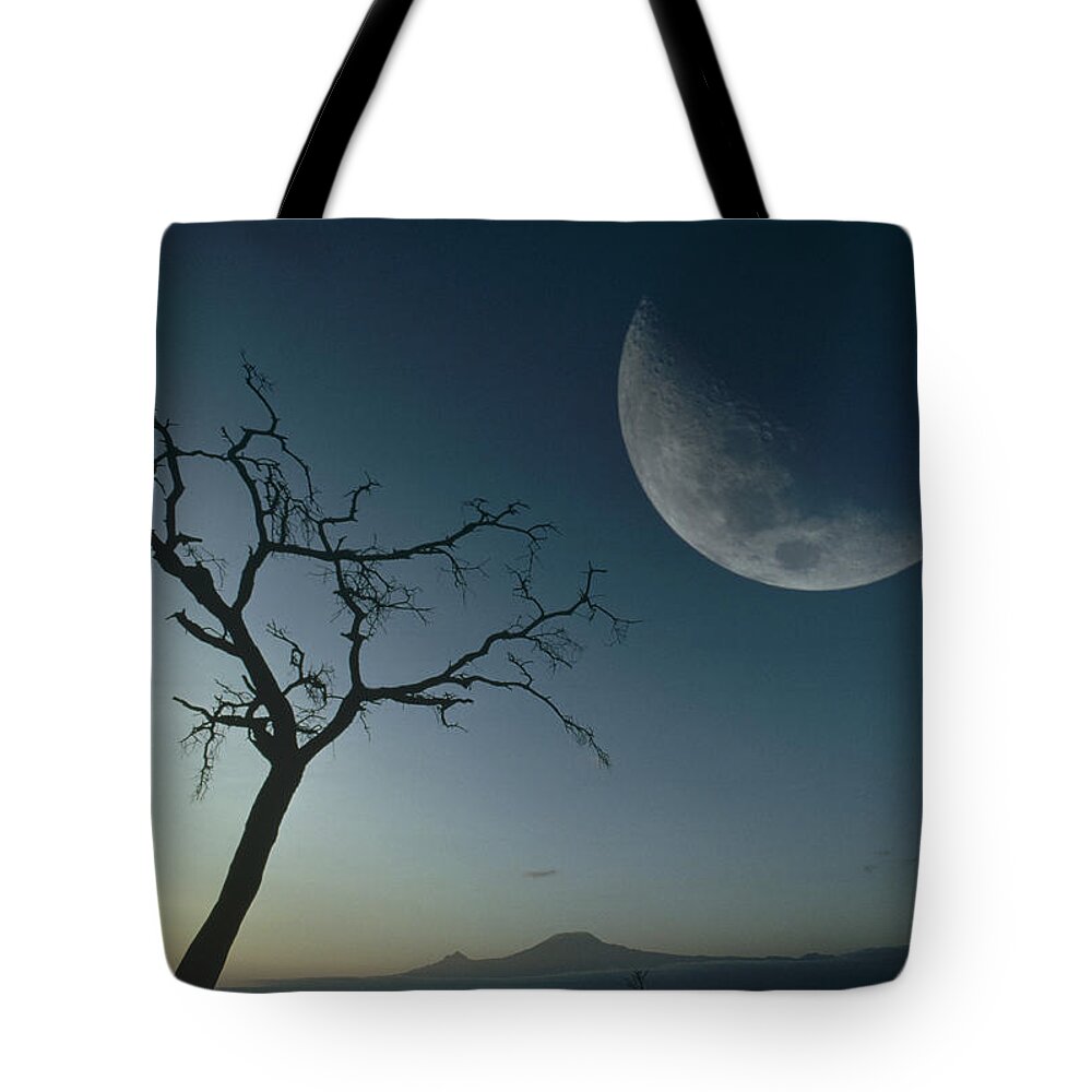 Mp Tote Bag featuring the photograph Whistling Thorn Acacia Drepanolobium by Gerry Ellis