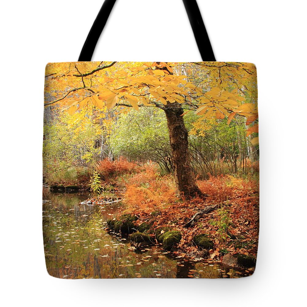 White Ash Tote Bag featuring the photograph White Ash and Stream in Autumn by Roupen Baker