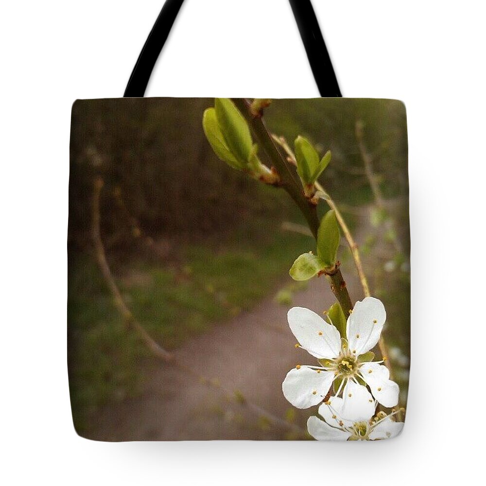 Instaprints Tote Bag featuring the photograph White Blossom And Path #instaprints by Abbie Shores