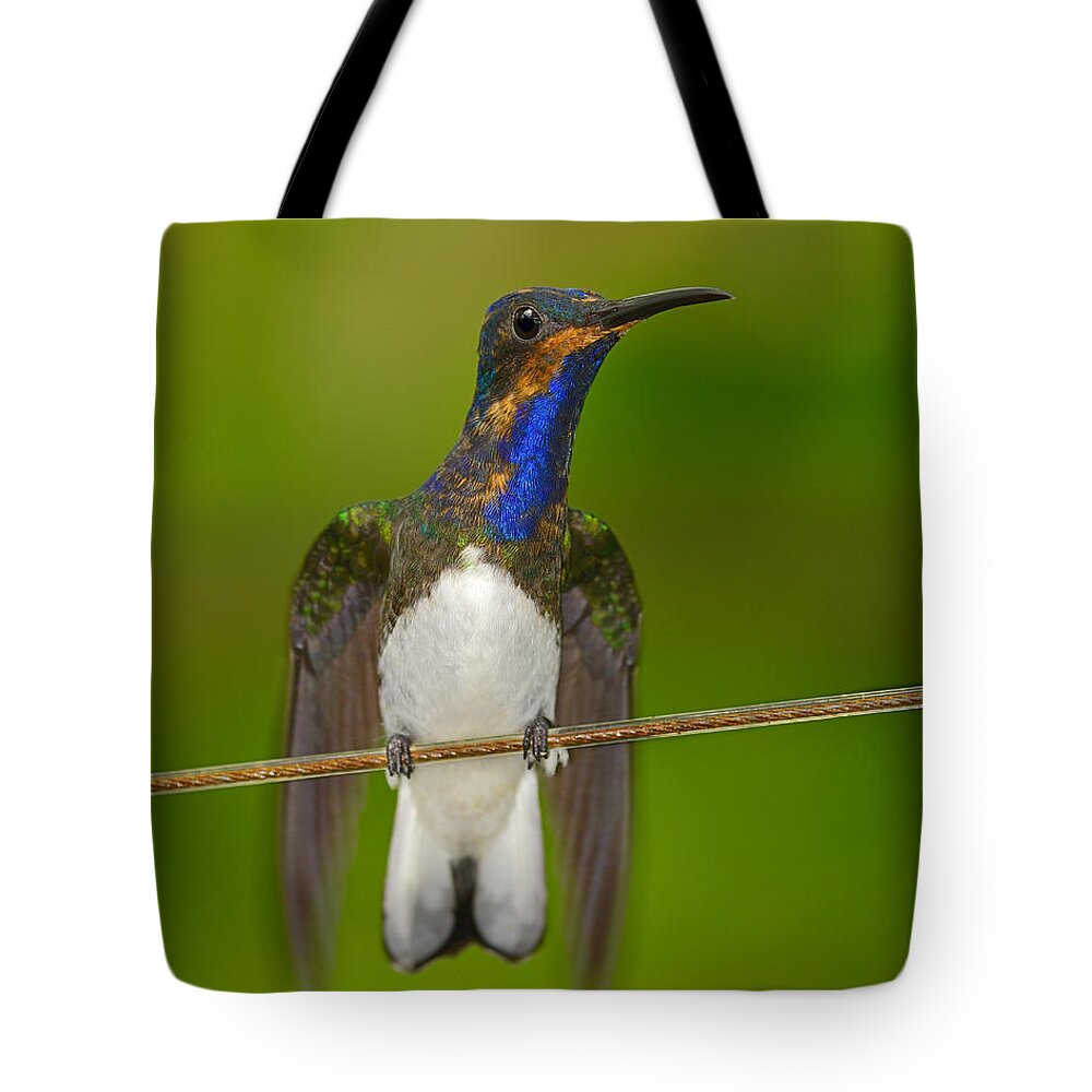 White-necked Jacobin Tote Bag featuring the photograph White-necked Jacobin by Tony Beck