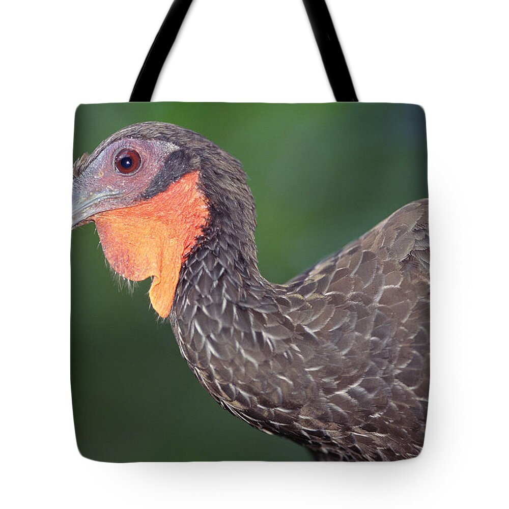 Mp Tote Bag featuring the photograph White-winged Guan Penelope Albipennis by Tui De Roy