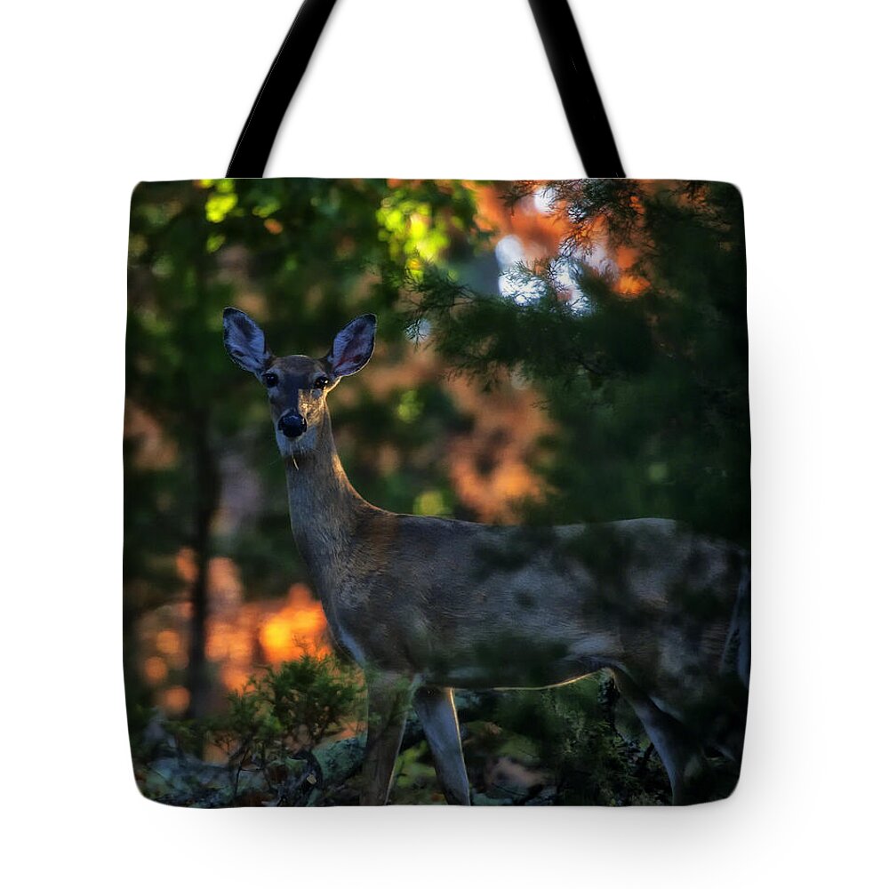 Whitetail Deer Tote Bag featuring the photograph Whitetail Doe at Sunrise by Michael Dougherty