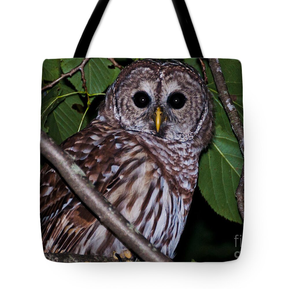 Barred Owl Tote Bag featuring the photograph Who Are You 2 by Cheryl Baxter