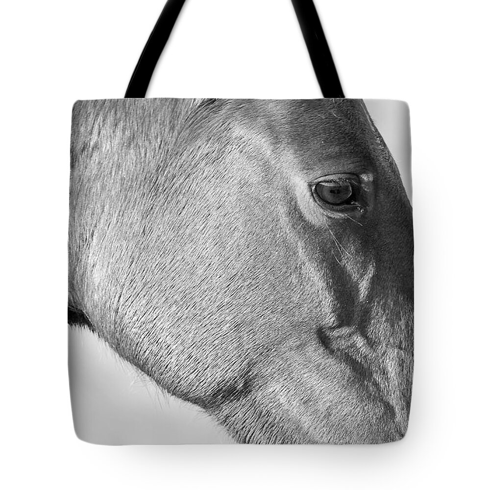 Wild Tote Bag featuring the photograph Wild Horse Intimate by Bob Decker