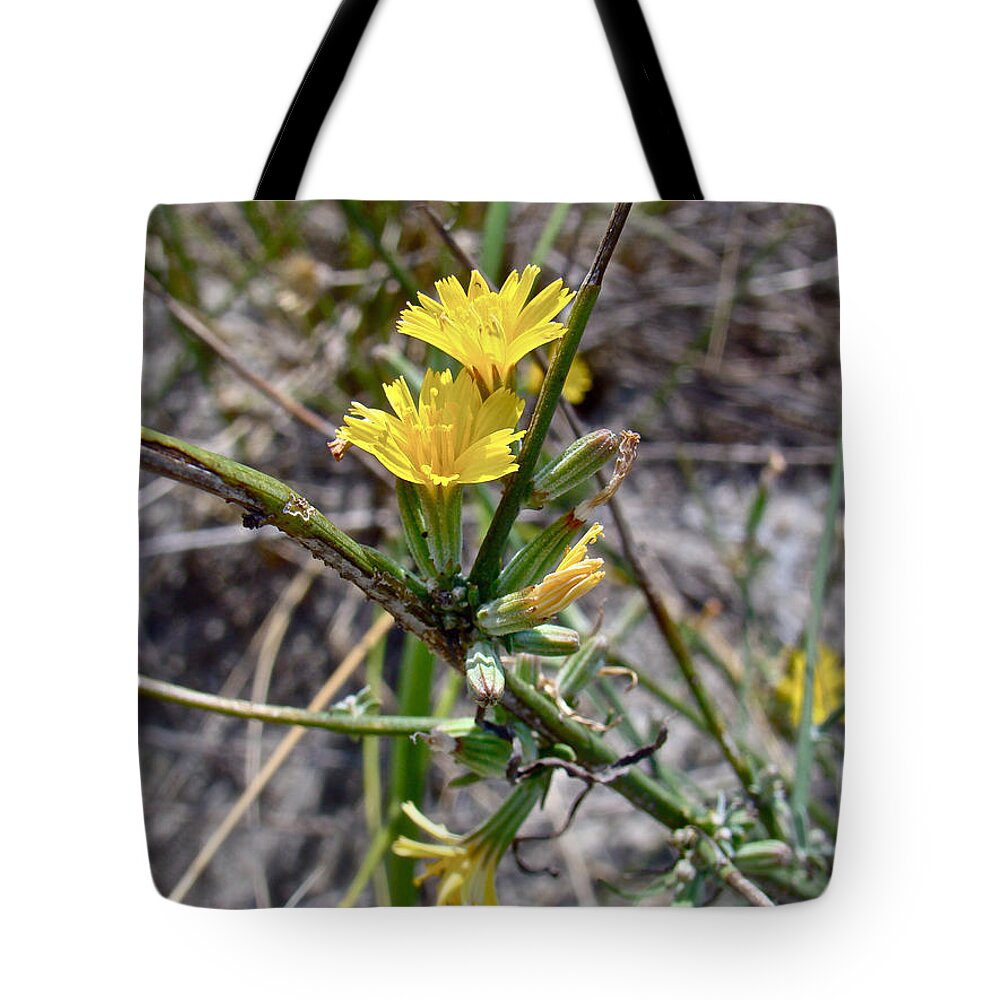 Wild Lettuce Tote Bag featuring the photograph Wild Lettuce - Lactuca virosa by Carol Senske